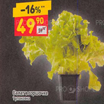 Цена листового салата в Дикси
